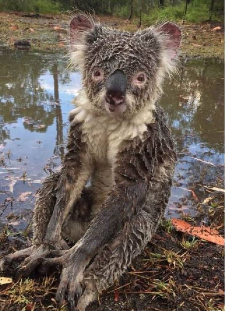 Почему нельзя гуглить мокрая коала