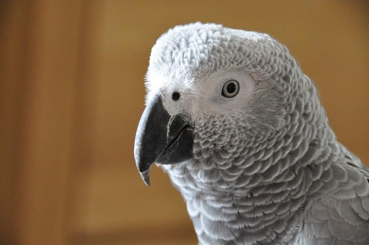 Можно ли включать попугаю пение других попугаев: зоологический подход к развитию общения с вашим питомцем
