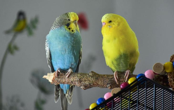 Можно ли включать попугаю пение других попугаев: зоологический подход к развитию общения с вашим питомцем
