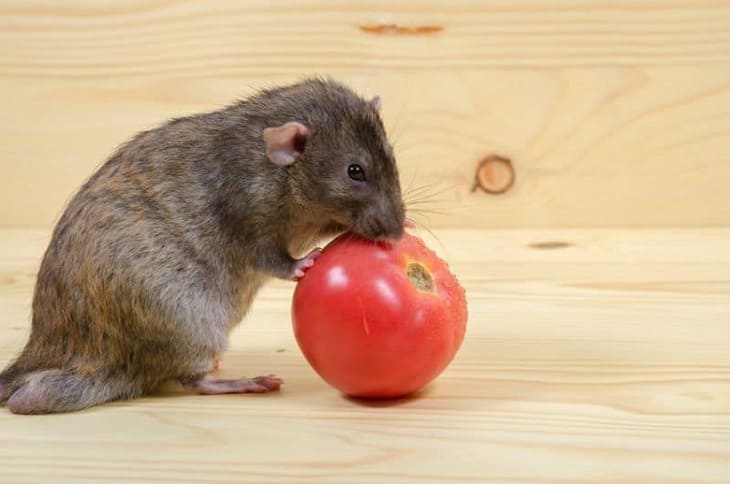 Можно ли крысам помидоры: безопасно ли это для их здоровья