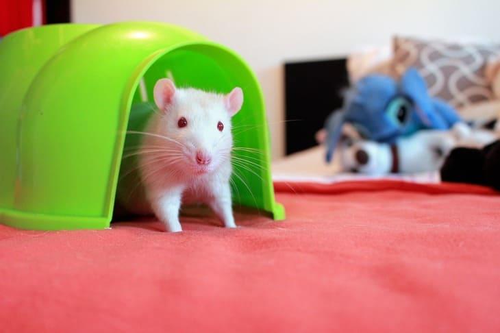 Можно ли крысам капусту: советы по разведению и уходу за домашними крысами